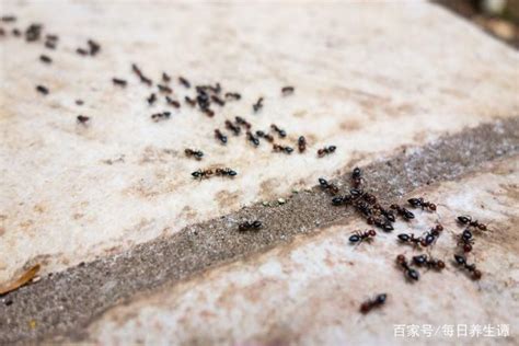 犯錯的人 家中有螞蟻